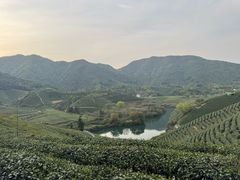 -龙坞茶村