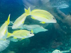 -上海海洋水族馆