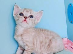-十年猫舍·猫咪专门店(普陀店)