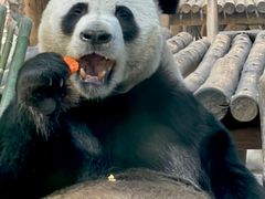 -栾川竹海野生动物园