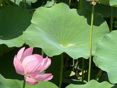 -莲池书院博物馆