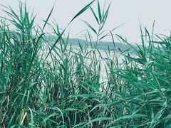 -西青郊野公园