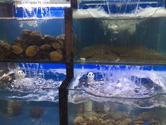 水产区-老东镇啤酒屋海鲜加工·蒸汽海鲜·海鲜烧烤(台东店)