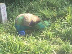 -上海野生动物园老虎餐厅