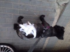 iphone_upload_pic-康乐宝动物医院