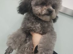 -宠福鑫康馨动物医院·骨科·眼科