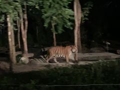 -清迈夜间动物园