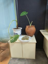 -神奇动物撸宠馆·羊驼·小浣熊·异宠(豫园店)