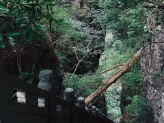 -天目山大树王景区