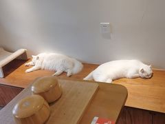 -有猫主题·治愈系猫咖(曾厝垵店)