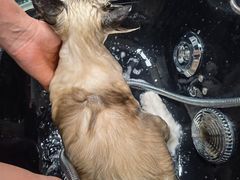 -北京观赏动物医院·24小时大型综合·猫专科·异宠专科