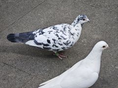 -中粮·祥云小镇