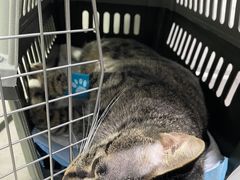 -汪喵宠物医院·骨科心脏影像·犬猫急重症ICU诊疗中心(成华分院)