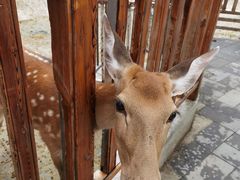 -北京鹿世界主题园