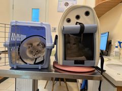 -艾贝尔宠物医院 ·内科全科(梁溪路店)