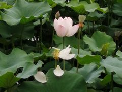 -龙头寺公园