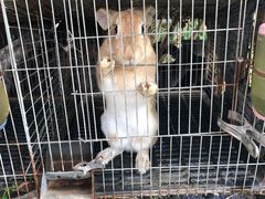 -樂桃源奉贤黄桃种植采摘基地