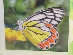 -上海昆虫博物馆