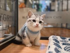 -袖虎·猫馆(体育西路店)