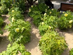 -郑州植物园