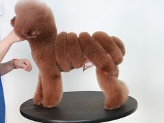 -鑫艺宠物美容培训学校