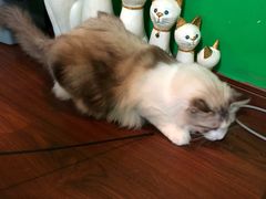-李小姐の猫咖啡馆(五角场店)