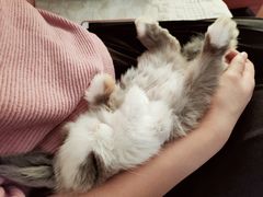 -达爱动物医院·犬猫分区·CT·复杂眼科(远洋山水分院)