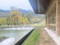 -千年银杏谷文化旅游区