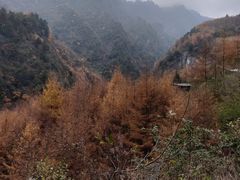 -卧龙自然保护区