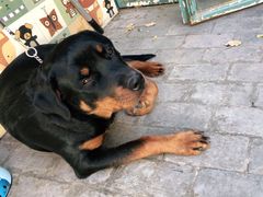 -喵屿·大理花园猫咖