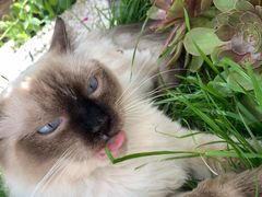 -喵屿·大理花园猫咖