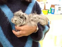 -藦茜花园宠物主题亲子互动体验馆(国顺东路店)