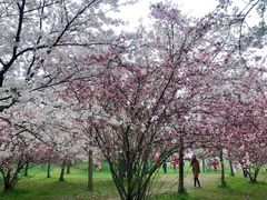 -武汉大学-樱园
