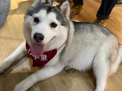 -Husky Go! 哈士奇体验馆·宠物咖啡厅狗咖