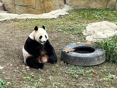 -上海野生动物园