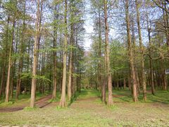 -上海共青森林公园