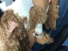 -顺强宠物诊所·狂犬免疫·夜诊·骨科(嘉定店)