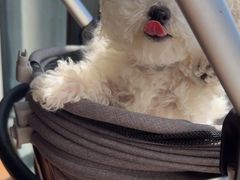 -艾贝尔宠物医院 ·内科全科(梁溪路店)