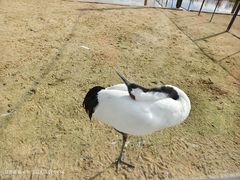 -盐城丹顶鹤湿地生态旅游区