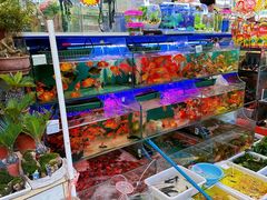 -曲阳花鸟市场(曲阳路店)