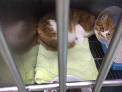 -康乐宝动物医院