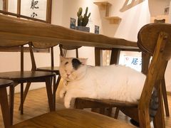 -猫小主咖啡·猫咖cat cafe(福田店)