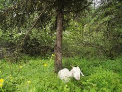 -硗碛藏寨·神木垒景区