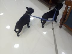 -欧奕国际动物医院