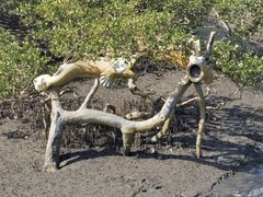 -北海金海湾红树林生态旅游区