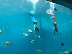 -瑞德姆美人鱼海底演艺主题餐厅(亚龙湾店)