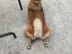 -柴犬高等学院·狗咖·柴犬售卖·宠物训练