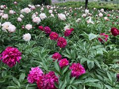 -洛阳市隋唐城遗址植物园