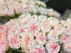 -双季花艺园艺市场(浦东店)