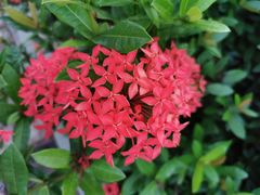 -亚龙湾国际玫瑰谷